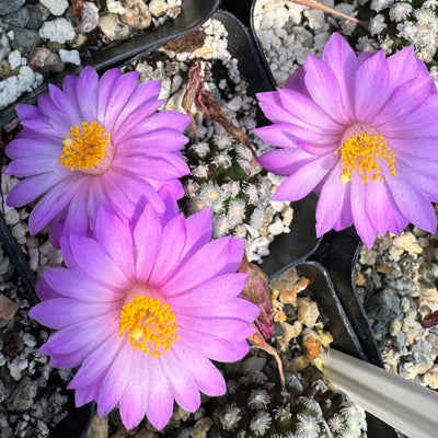 Mammillaria theresae