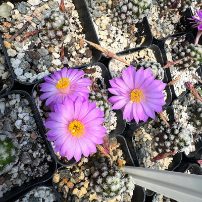 Mammillaria theresae