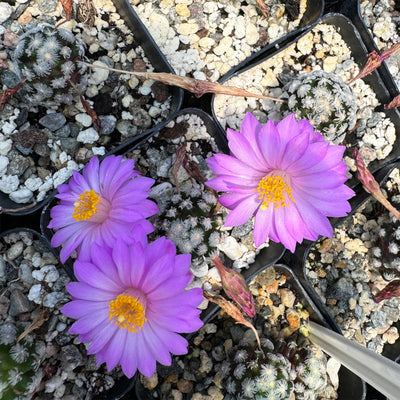 Mammillaria theresae