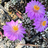 Mammillaria theresae