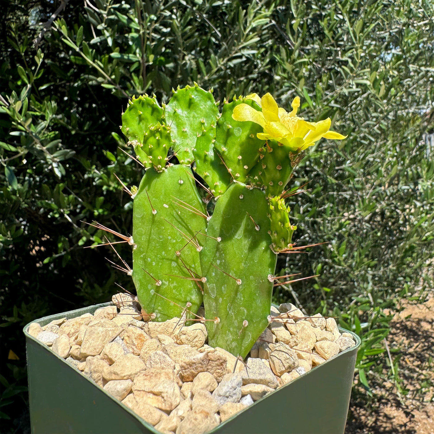 Brazilian Prickly Pear - Opuntia argentiniana