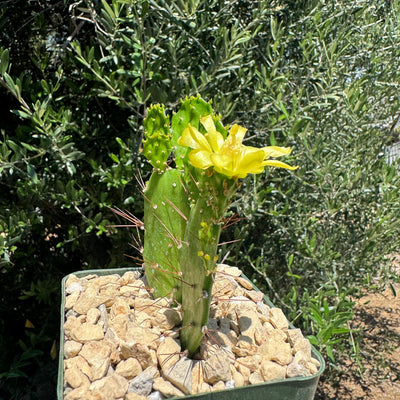 Brazilian Prickly Pear - Opuntia argentiniana