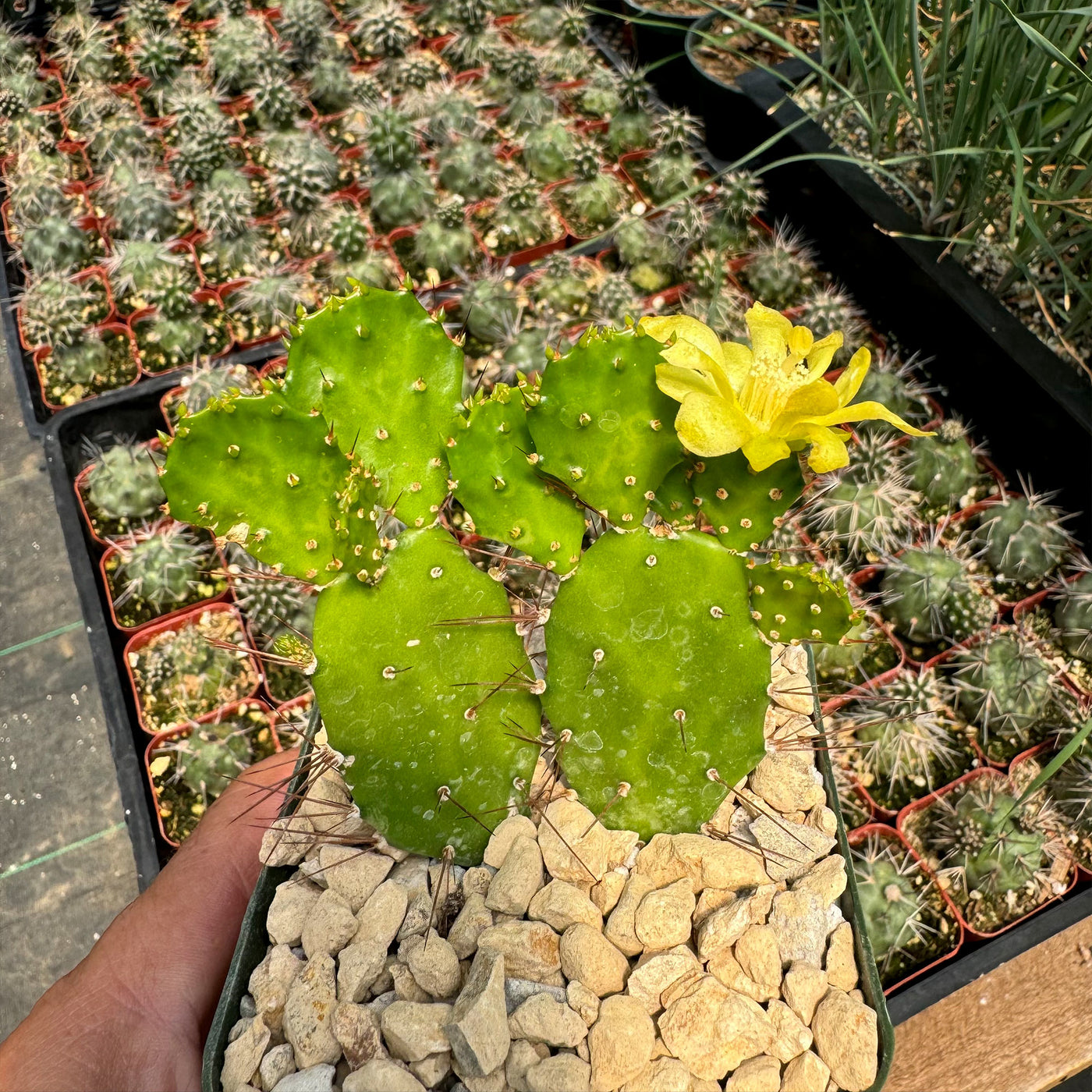 Brazilian Prickly Pear - Opuntia argentiniana