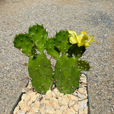 Brazilian Prickly Pear - Opuntia argentiniana