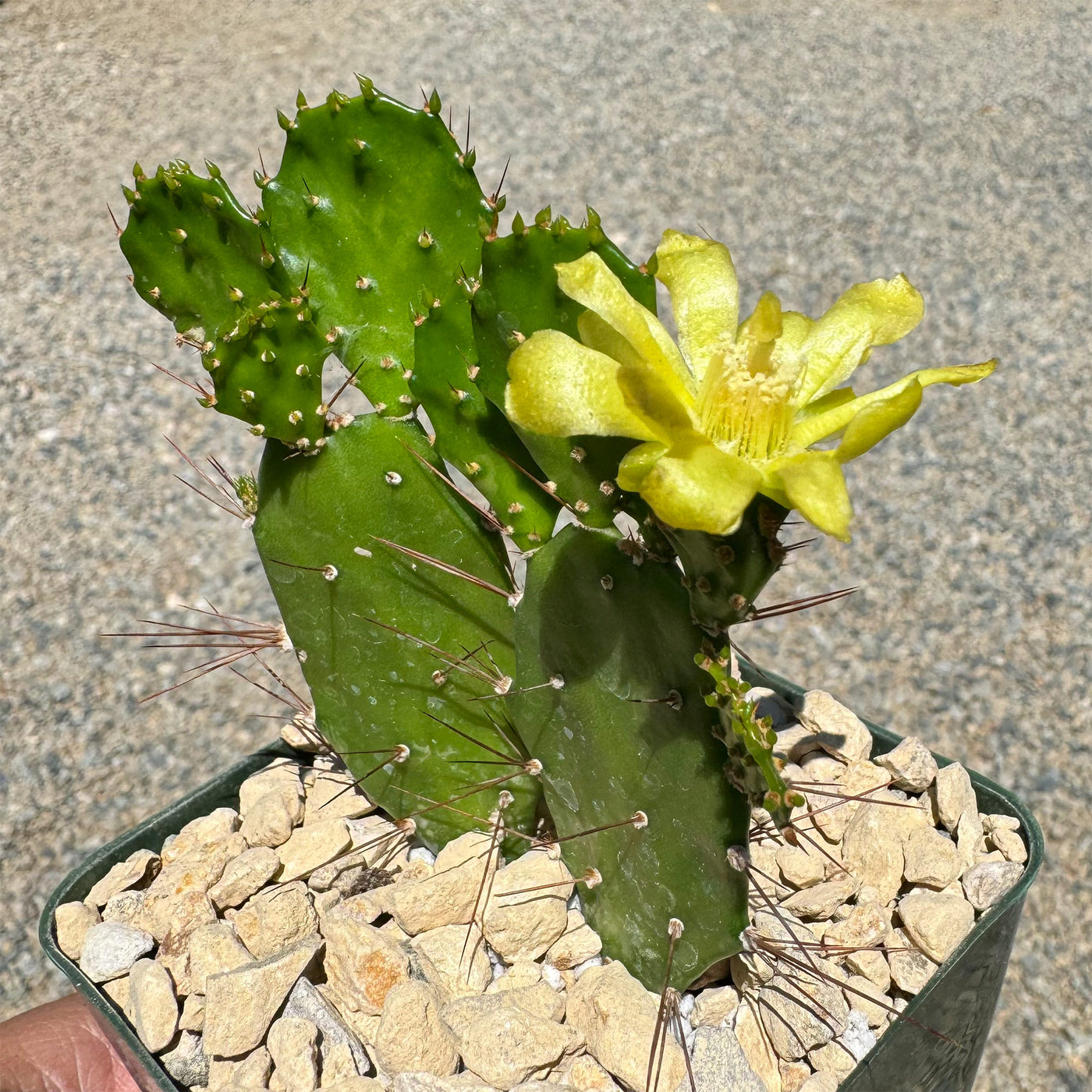 Brazilian Prickly Pear - Opuntia argentiniana