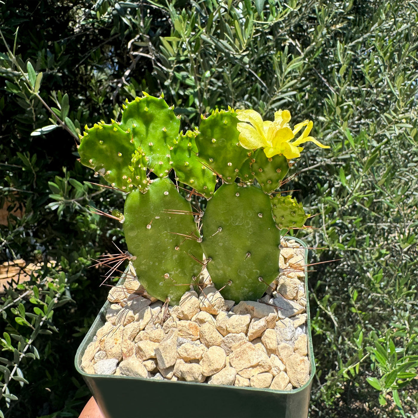 Brazilian Prickly Pear - Opuntia argentiniana