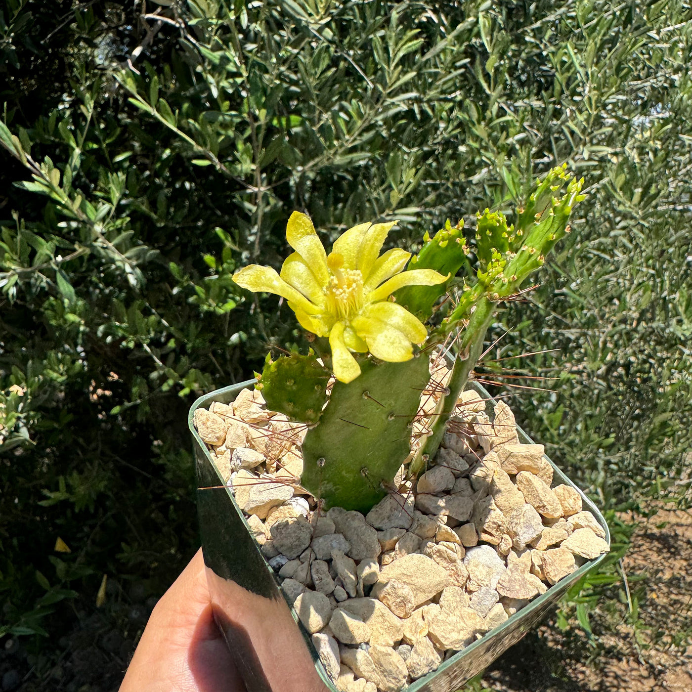 Brazilian Prickly Pear - Opuntia argentiniana