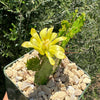 Brazilian Prickly Pear - Opuntia argentiniana