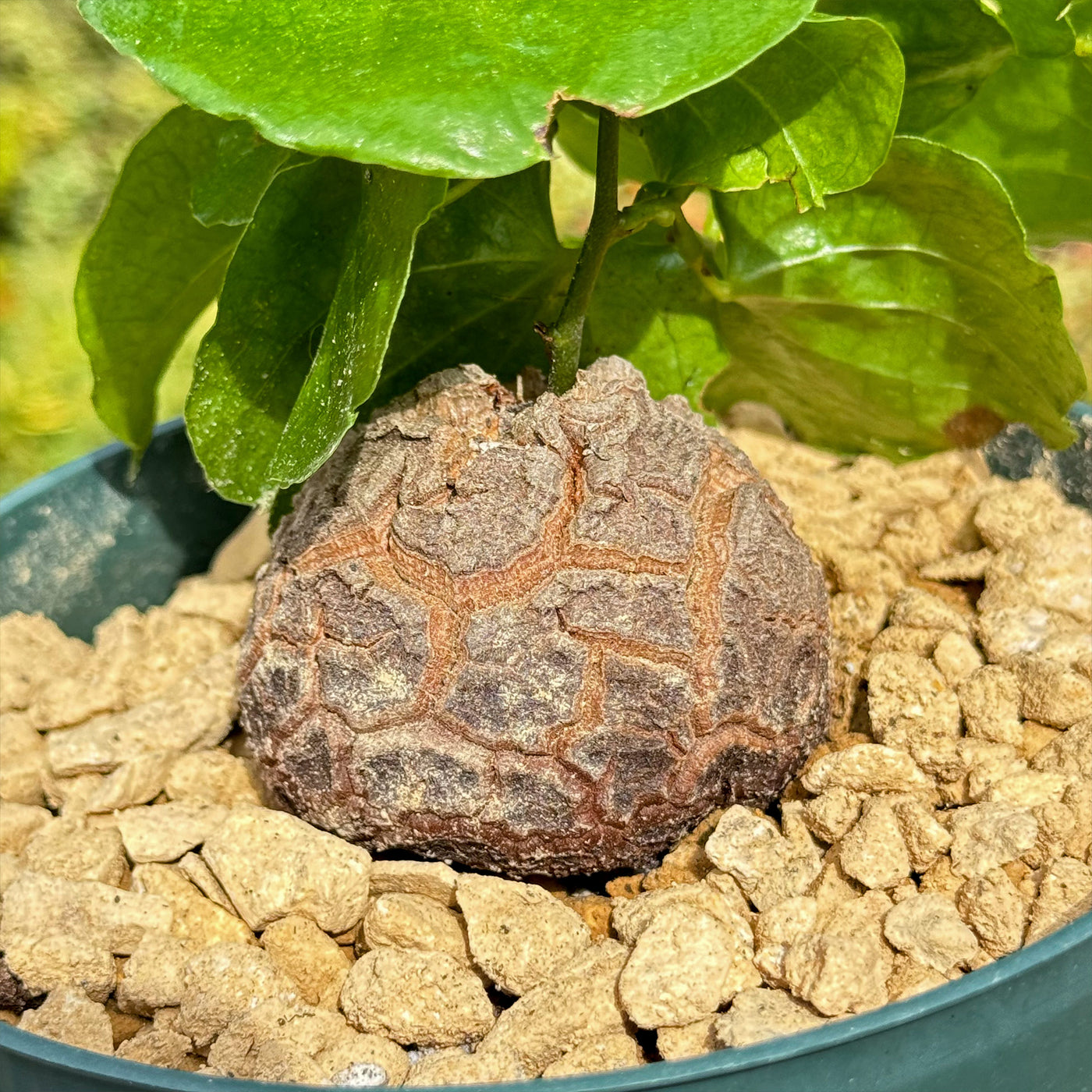 Elephant’s Foot Succulent - Dioscorea elephantipes