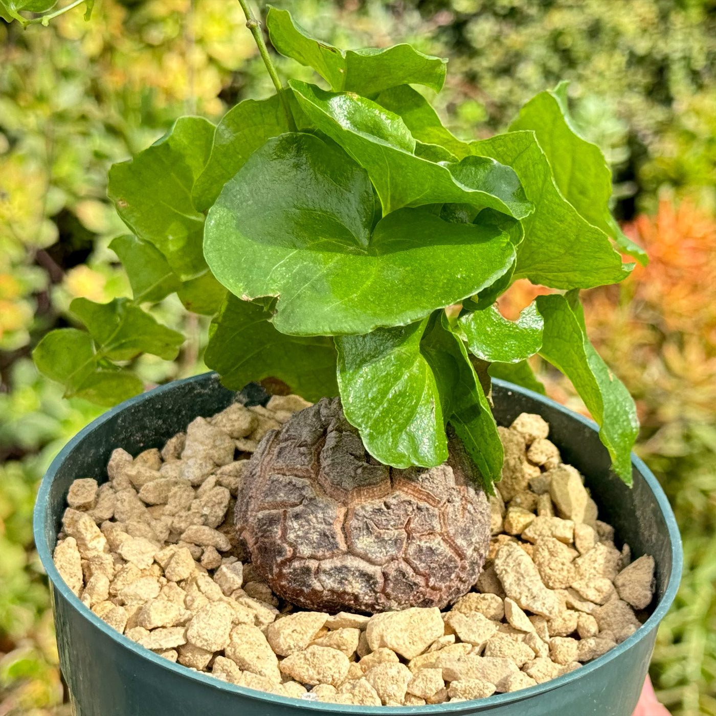 Elephant’s Foot Succulent - Dioscorea elephantipes