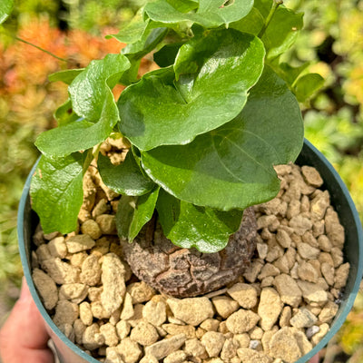 Elephant’s Foot Succulent - Dioscorea elephantipes