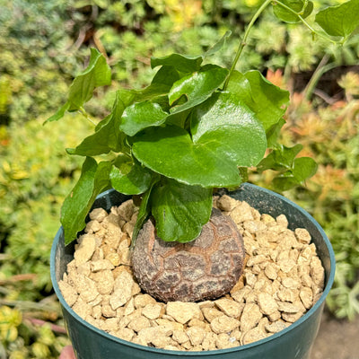 Elephant’s Foot Succulent - Dioscorea elephantipes