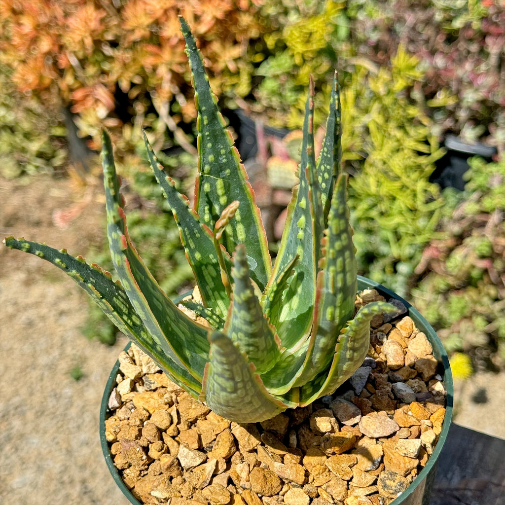 Aloe &