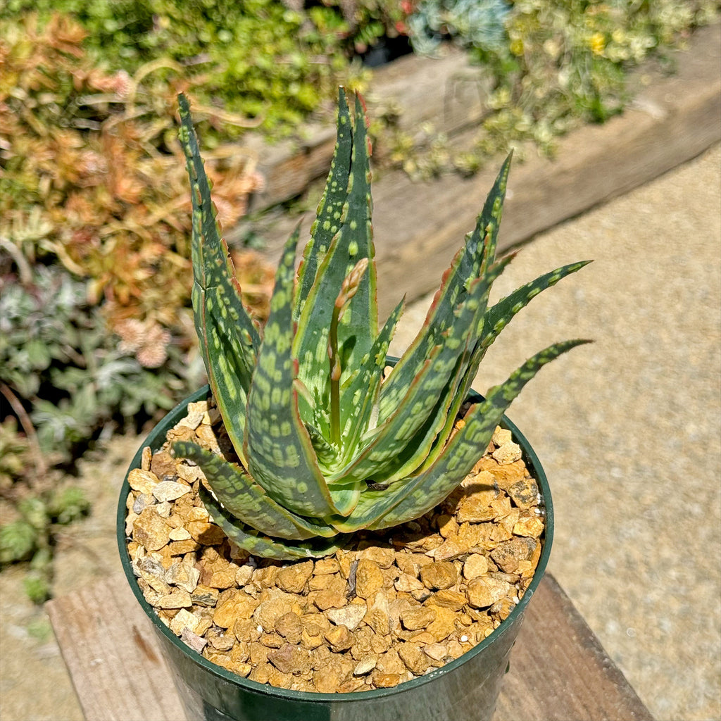 Aloe &