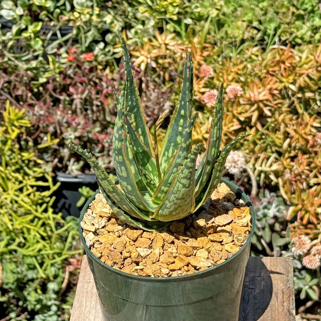 Aloe &