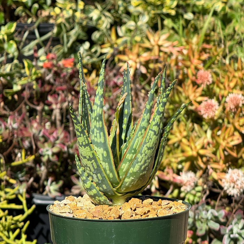 Aloe &