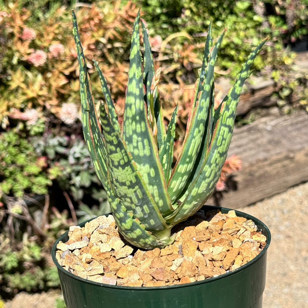 Aloe &