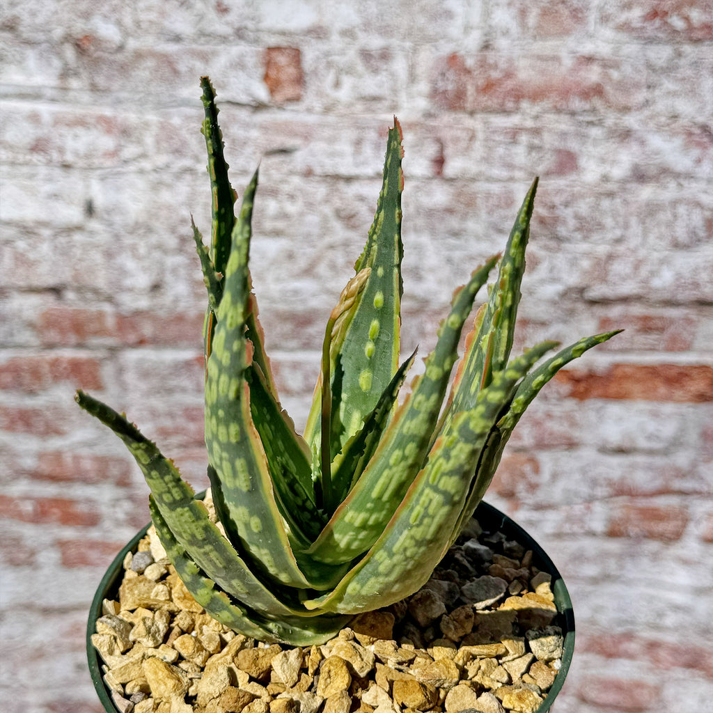 Aloe &