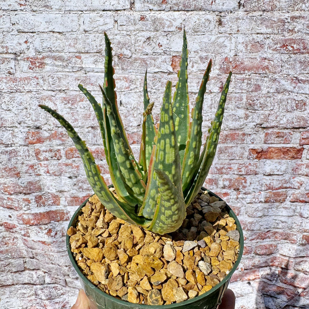 Aloe &