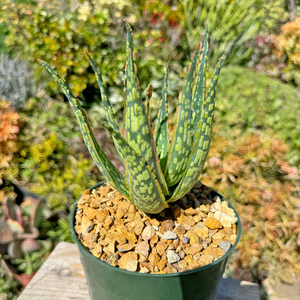 Aloe &