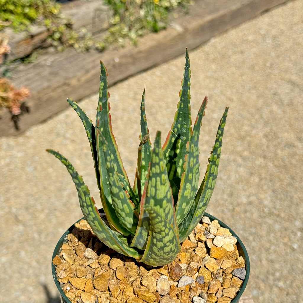 Aloe &