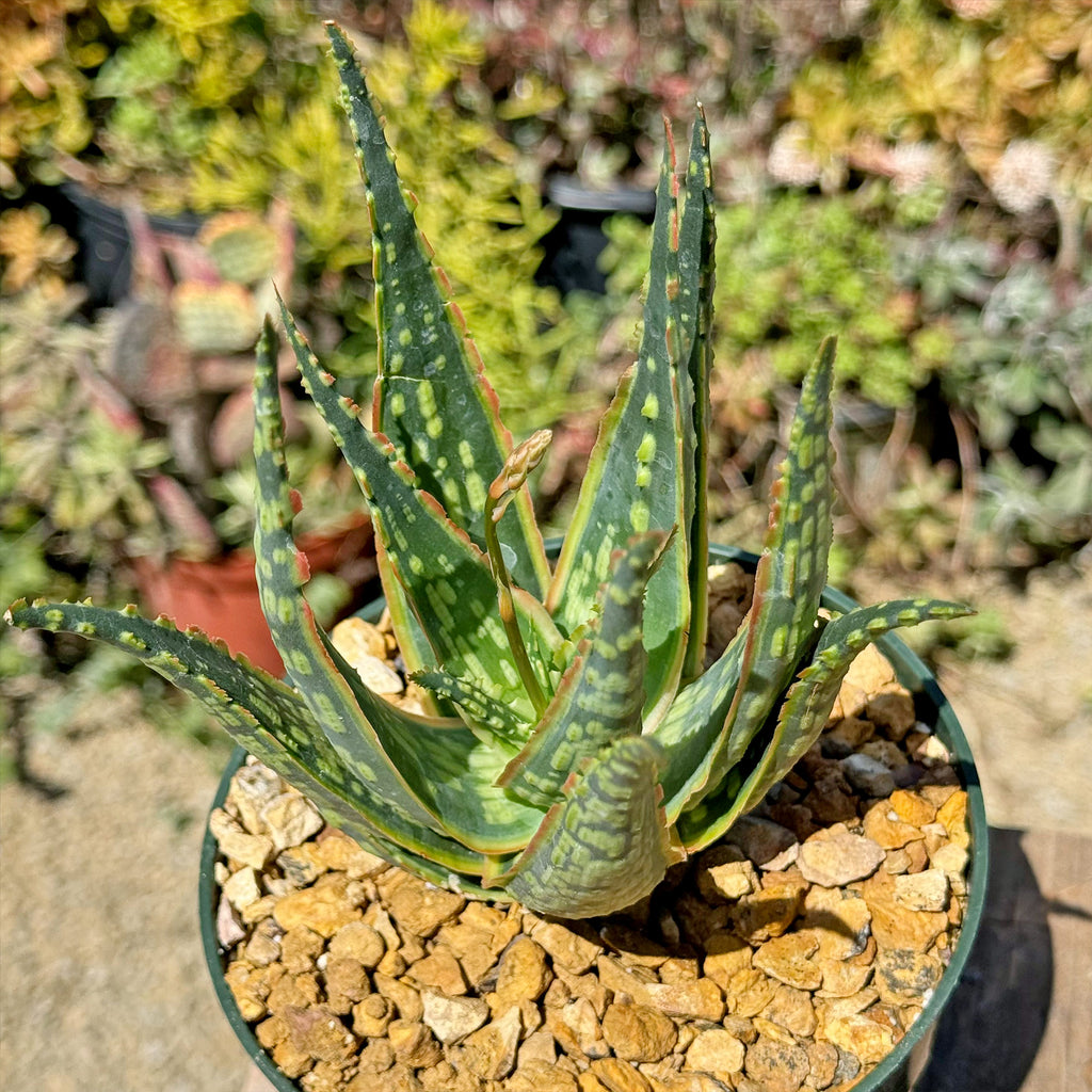 Aloe &
