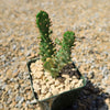 Variegated Josephs Coat Cactus ‘Opuntia monacantha Variegata’