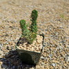 Variegated Josephs Coat Cactus ‘Opuntia monacantha Variegata’