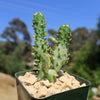 Variegated Josephs Coat Cactus ‘Opuntia monacantha Variegata’