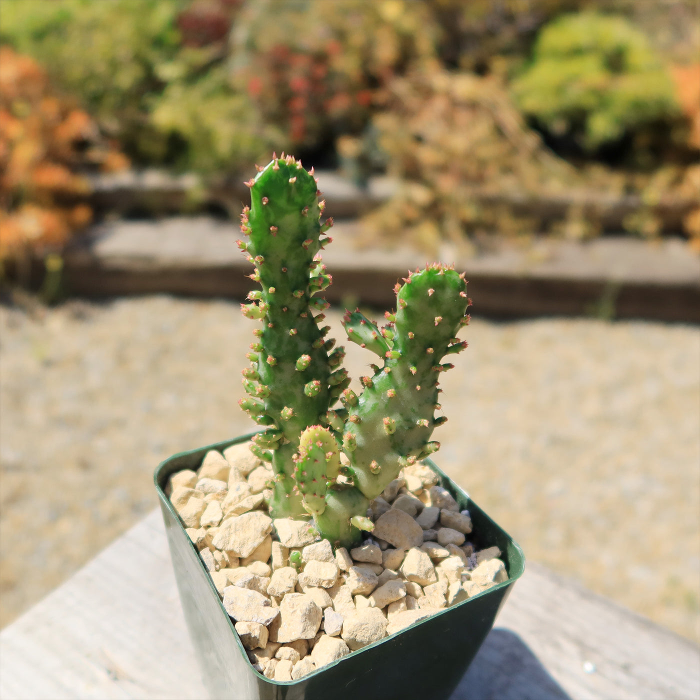joseph's coat succulent Variegated Josephs Coat Cactus ‘Opuntia monacantha Variegata’