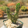 Variegated Josephs Coat Cactus ‘Opuntia monacantha Variegata’