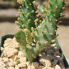 Variegated Josephs Coat Cactus ‘Opuntia monacantha Variegata’