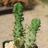 Variegated Josephs Coat Cactus ‘Opuntia monacantha Variegata’