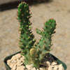 Variegated Josephs Coat Cactus ‘Opuntia monacantha Variegata’