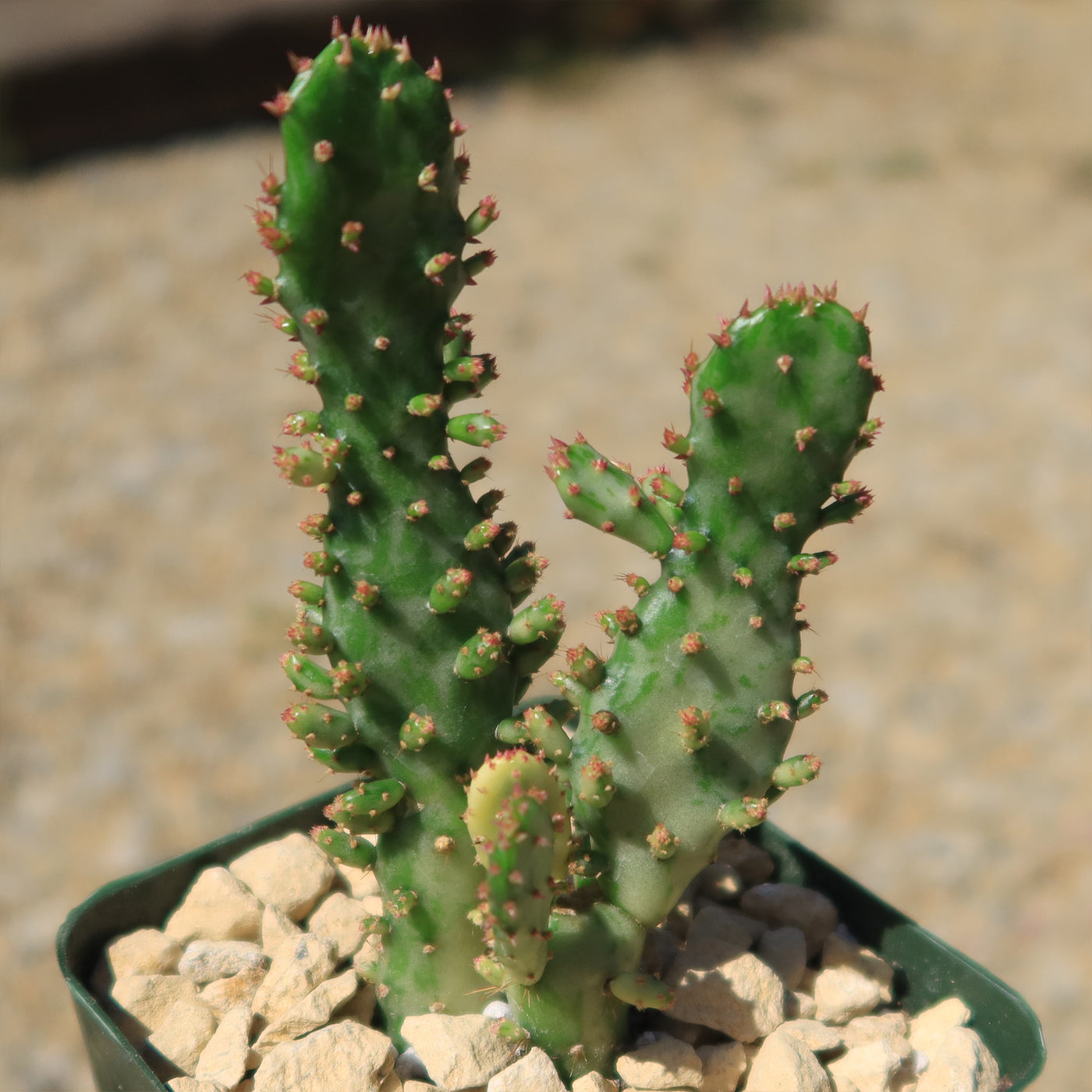 joseph's coat succulent Shop 'Opuntia monacantha Variegata