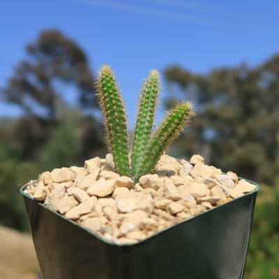 Rat Tail cactus – Aporocactus flagelliformis