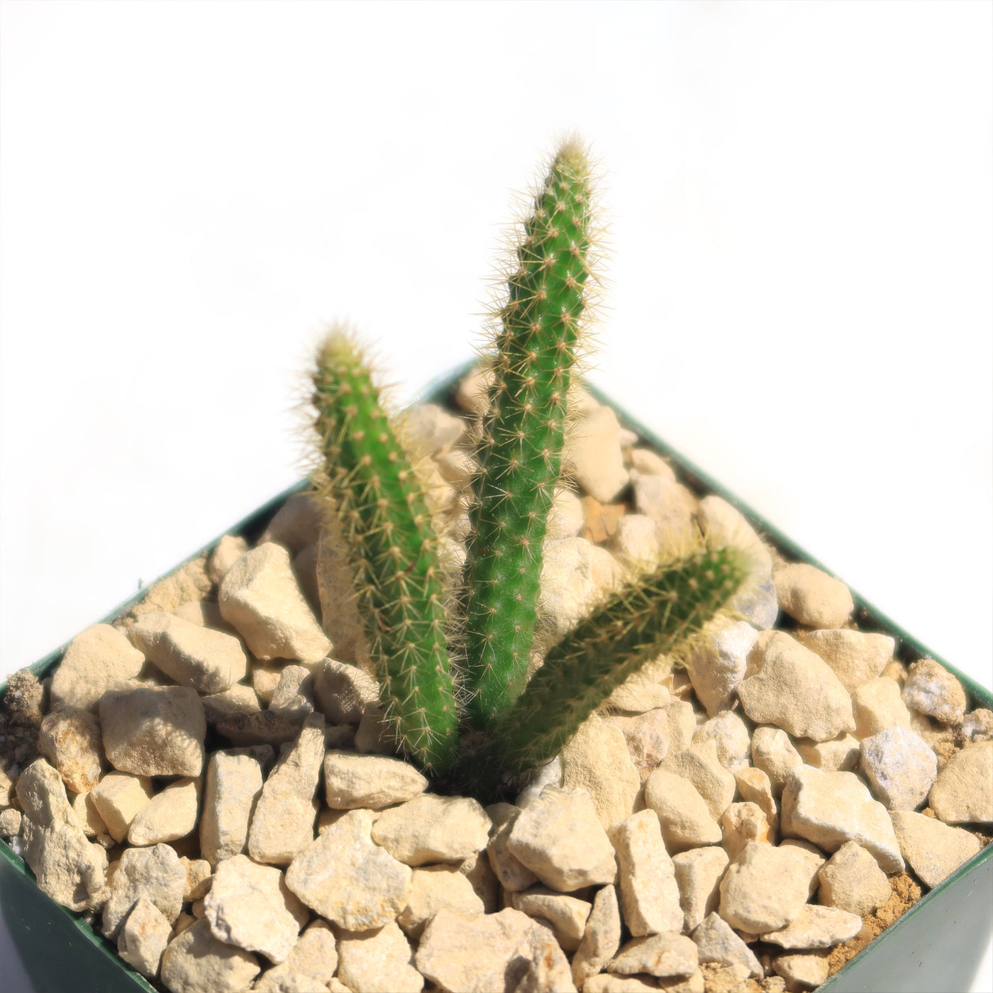 Rat Tail cactus – Aporocactus flagelliformis