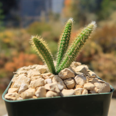 Rat Tail cactus – Aporocactus flagelliformis