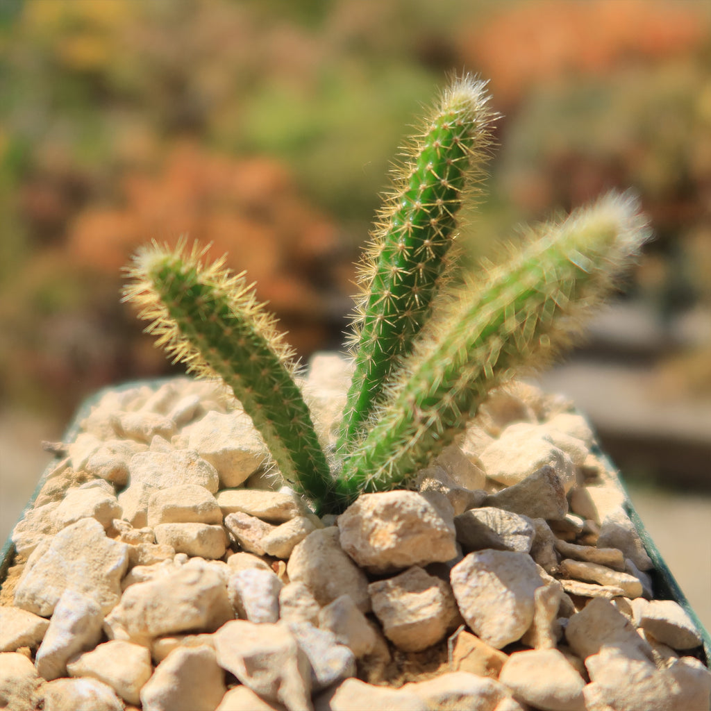 Rat Tail cactus &