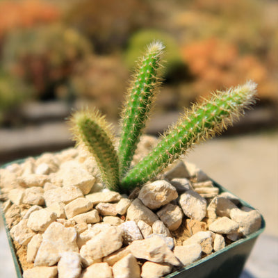 Rat Tail cactus – Aporocactus flagelliformis