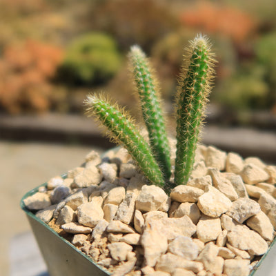 Rat Tail cactus – Aporocactus flagelliformis