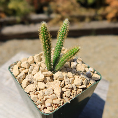 Rat Tail cactus – Aporocactus flagelliformis