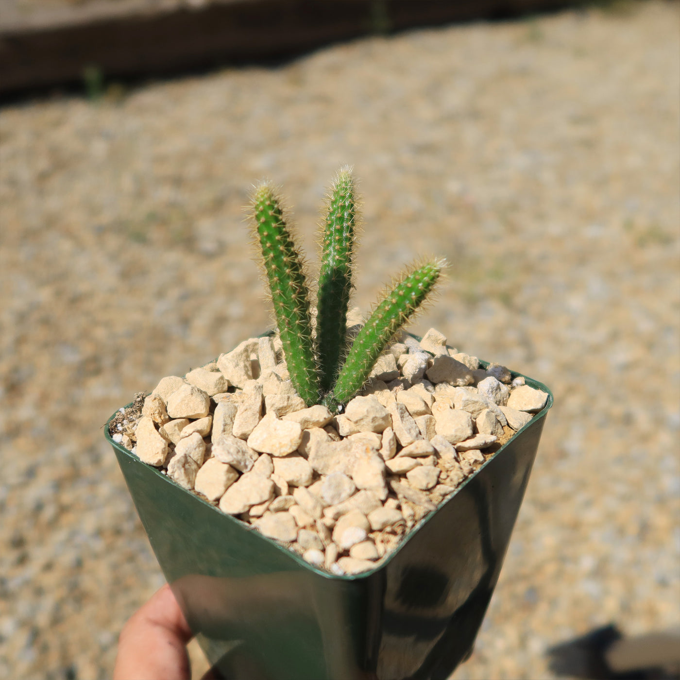 Rat Tail cactus – Aporocactus flagelliformis