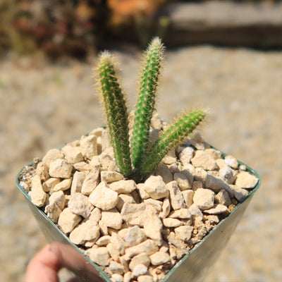 Rat Tail cactus – Aporocactus flagelliformis