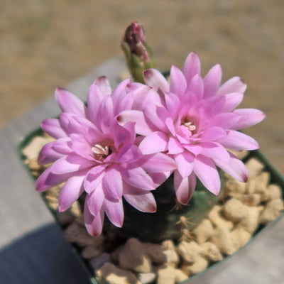 Gymnocalycium damsii rotundulum