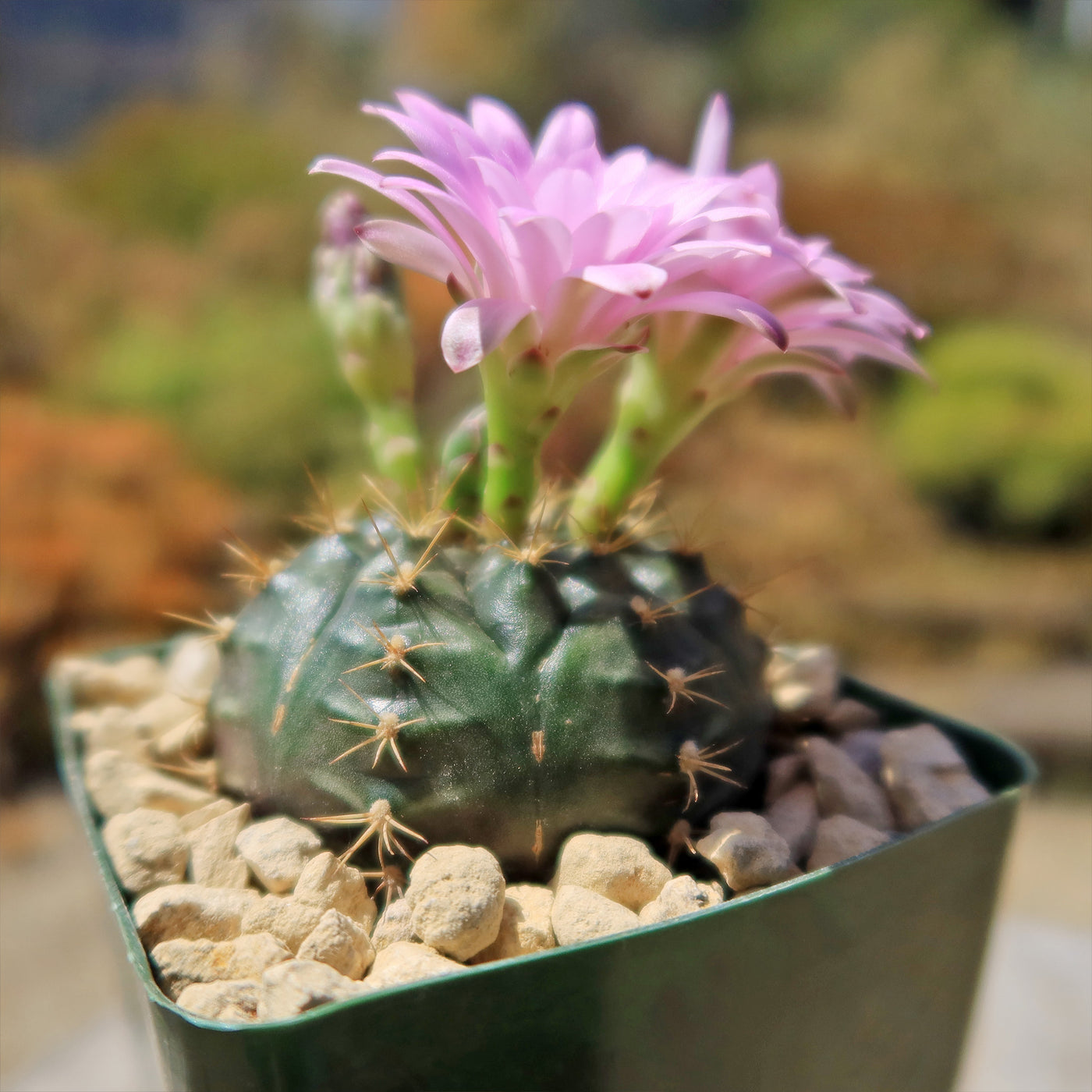 Gymnocalycium damsii rotundulum