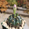 Gymnocalycium damsii rotundulum