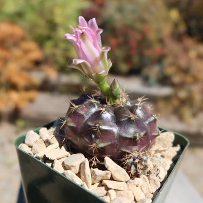 Gymnocalycium damsii rotundulum