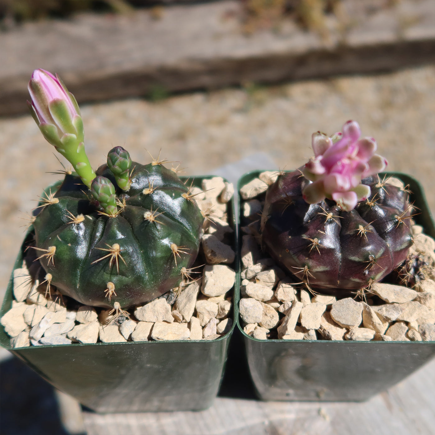 Gymnocalycium damsii rotundulum