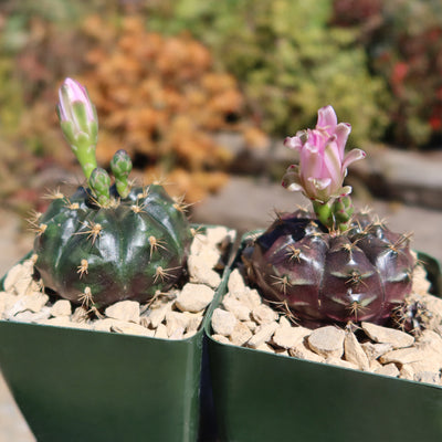 Gymnocalycium damsii rotundulum